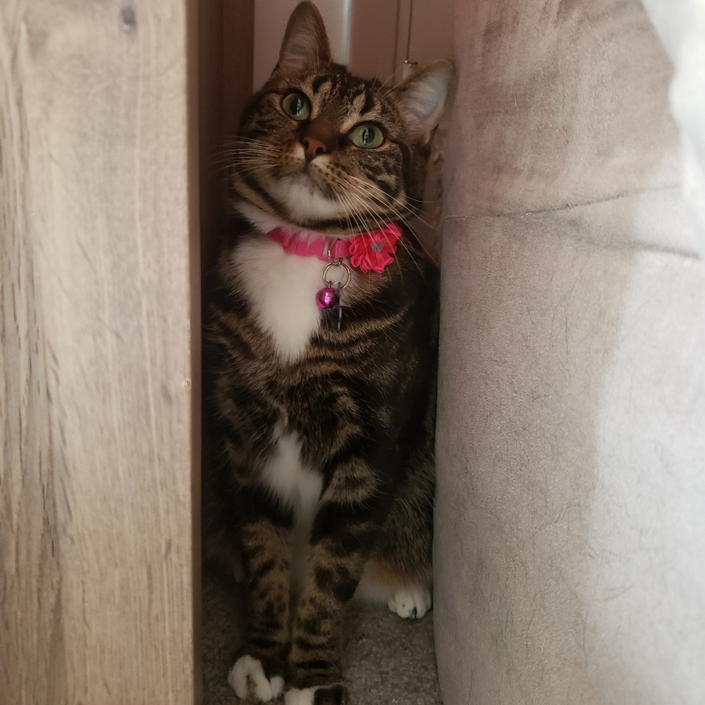 Meet your Posher, Kylee